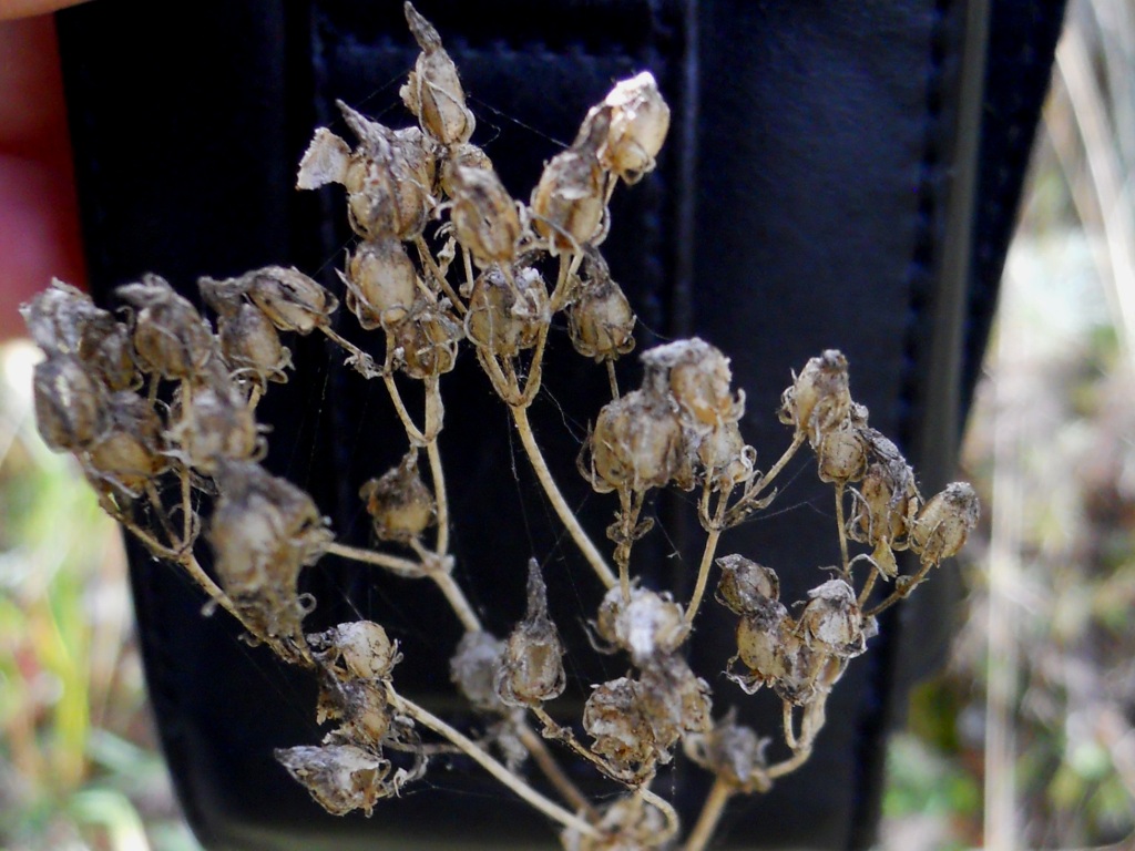 Blackstonia perfoliata